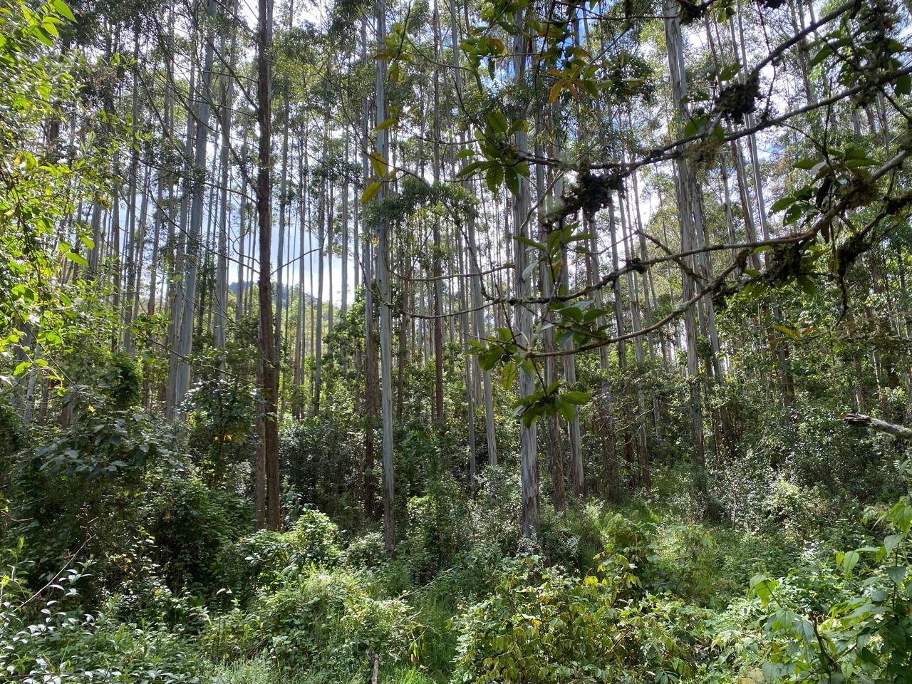 Selección forestal Postes Wise