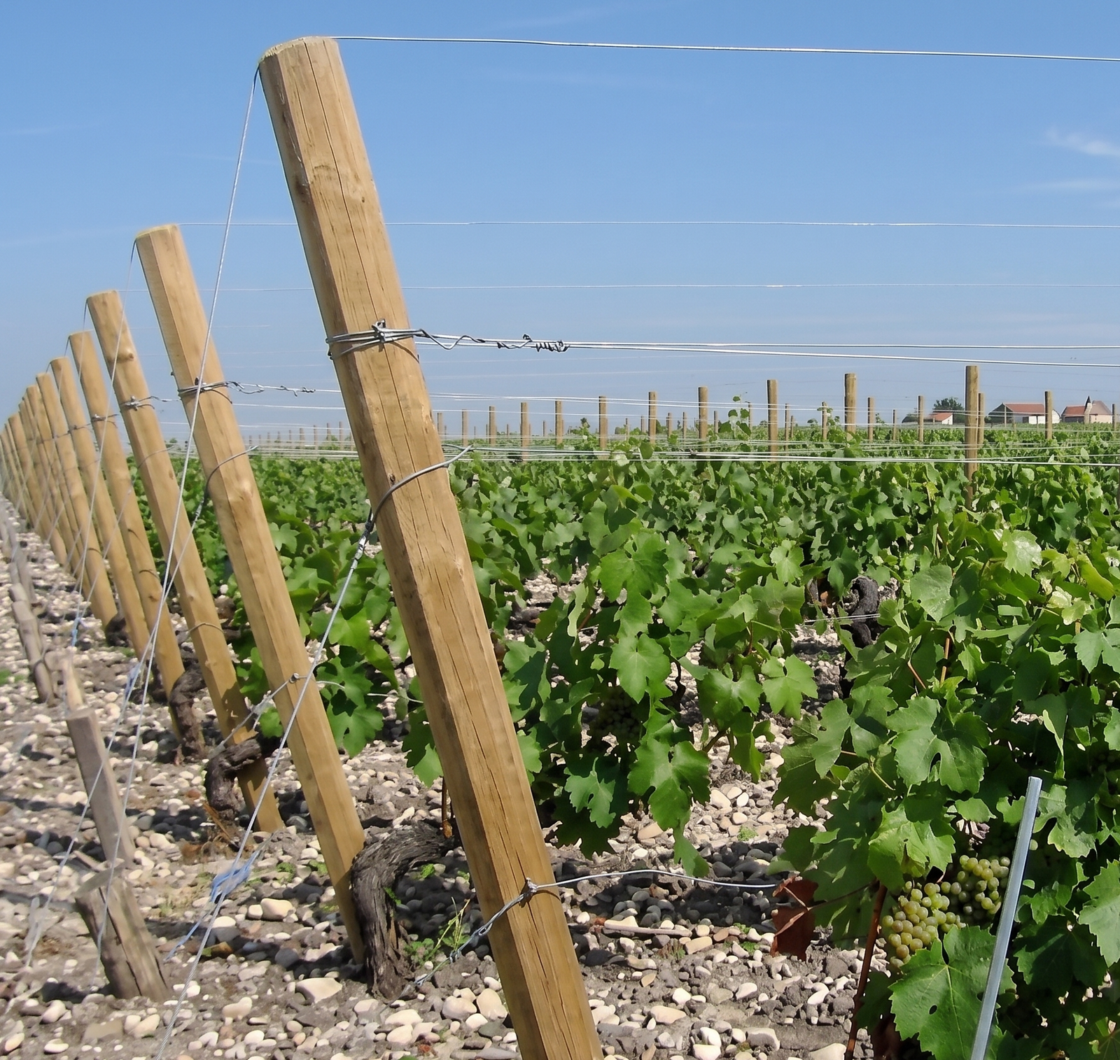 Postes instalados en campo agrícola y viñedos